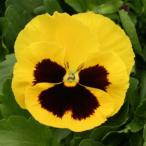 Yellow Pansy Flower