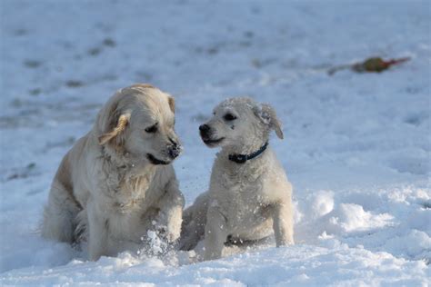 Dogs In The Snow 4 Free Photo Download Freeimages
