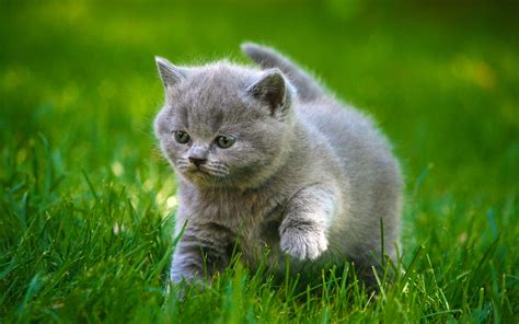 2048x1280 Animals Baby Cat Cats Cute Fat Fluffy Grass Grey