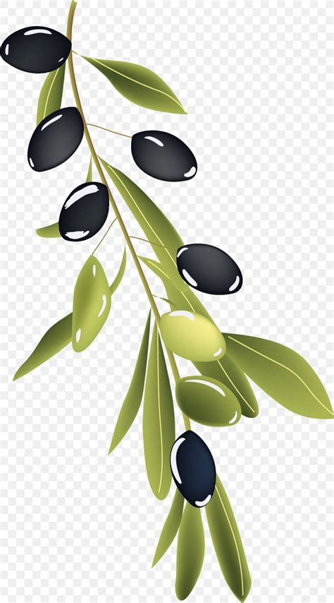Olive Branch Drawing Png 1141x2059px Olive Branch Art Branch