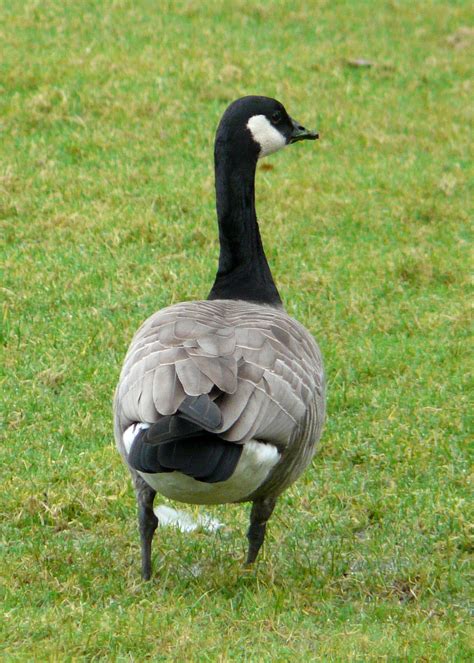 Taverner's Cackling Goose | John Rakestraw | Snow goose, Canadian goose, Canada goose