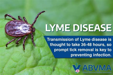 Ticks And Lyme Disease Wetaskiwin Animal Clinic