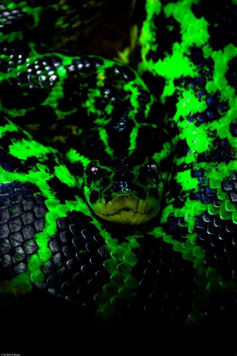 Tumblr Green Anaconda Pretty Animals Snake Wallpaper