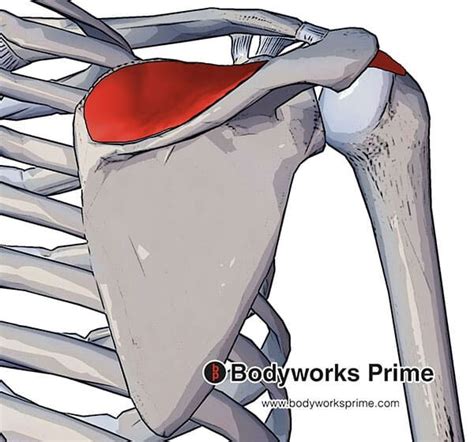 Supraspinatus Muscle Flashcards Bodyworks Prime