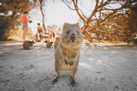 The Best Places To See And Watch Wild Animals In Australia Better