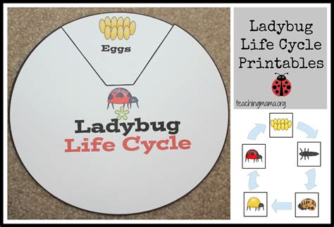 Ladybug Worksheets For Kindergarten Ladybug Life Cycle Worksheets For