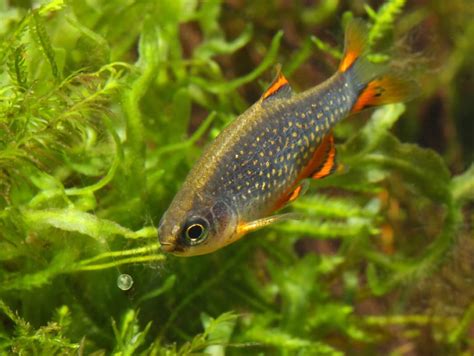 Celestial Pearl Danio Galaxy Rasbora Info With Care Details And Pictures