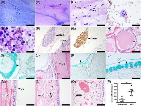 Dog Ear Cytology Rods