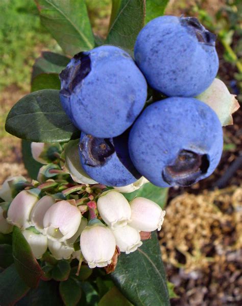 Real World Gardener Plant Of The Week Is Blueberry Burst Real World