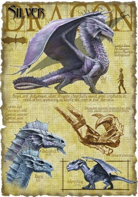 Draconomicon Silver Fantasy Dragon Dragon Anatomy Dragon Art