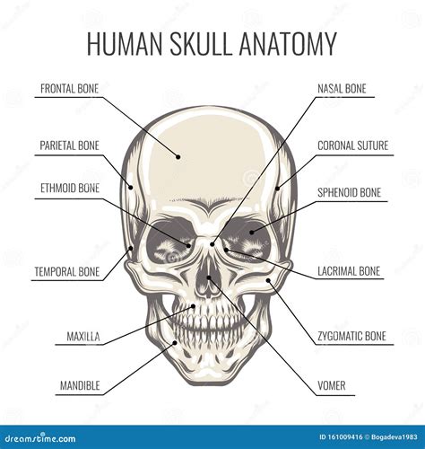 Human Skull Anatomy Illustration Stock Vector Illustration Of Medical