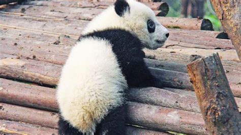 Pandas Habitats Are Shrinking Potentially Ruining Their Sex Lives