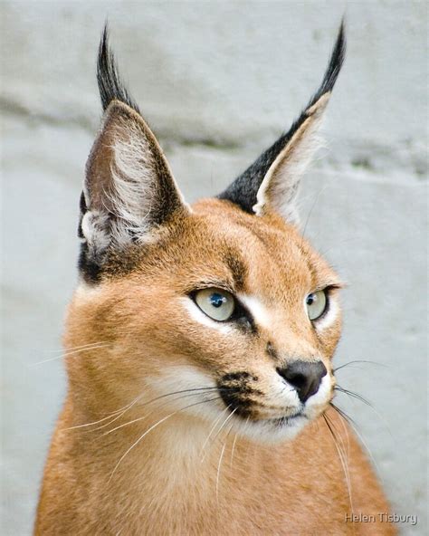 Caracal Small Cat By Helen Tisbury Redbubble