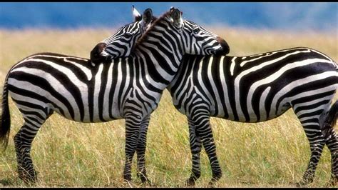 The Great Zebra Exodus Nature Documentary Youtube