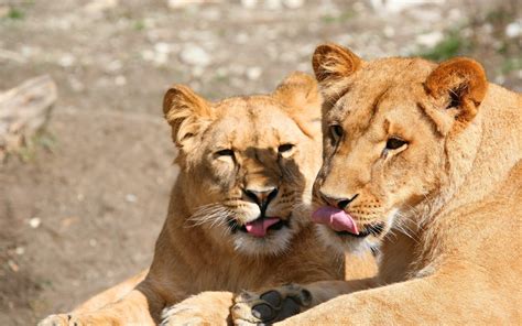 Fonds Decran 2560x1600 Fauve Lions Voir Animaux Télécharger Photo