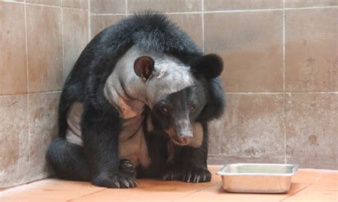 A Bears Brain Surgery Babies Consciousness And More The New York Times
