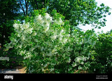 Flowering Fringe Tree Chionanthus Virginicus Showing Off Its White