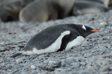 Do Penguins Lie Down To Sleep Reviews Mobile Phones