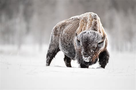 Winter Photography In Yellowstone Bison — Revealed In Nature 20
