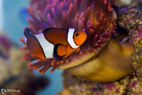 Symbiotic Relationship Clownfish And Sea Anemone Nyk Daily