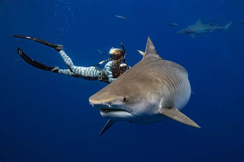Ocean Ramsey Encounters Foot Great White Shark Artofit