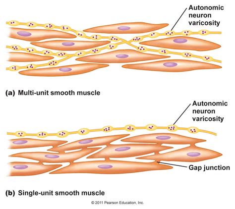 Smooth muscle anatomy smooth muscle tissue is also known as visceral muscle tissue. Chapter 12