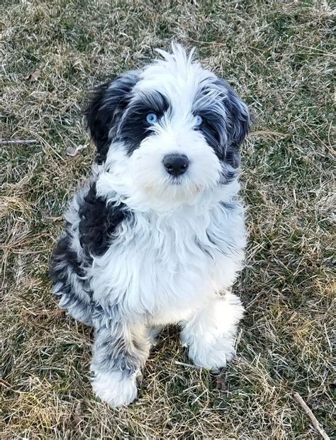 Pin By Mandy On Dogs Aussiedoodle Dog Love Puppies