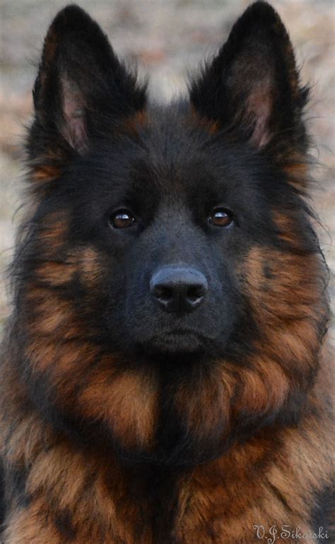 The saddle pattern comes in cream, red, silver, tan, and even blue or liver. Red Hair German Shepherd | Red Hair