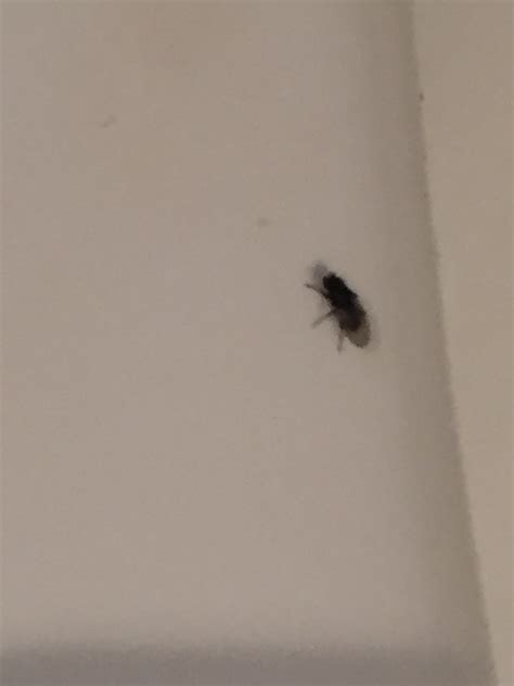 My Bathroom Is Infested With Tiny Black Flies 466714 Ask Extension