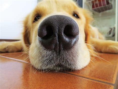 Never Underestimate The Power Of The Canine Nose