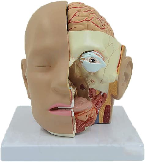 Anatomiemodell Des Menschlichen Gehirns Sagittalschnittanatomie Des
