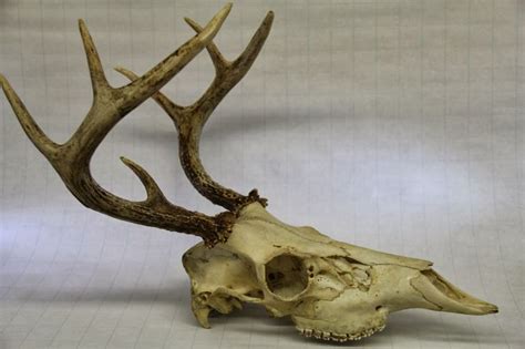 Deer Skull Ecosia In 2020 Deer Skulls Animal Skeletons Deer
