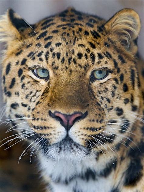 A Portrait Of A Cute Amur Leopard Amur Leopard Big Animals