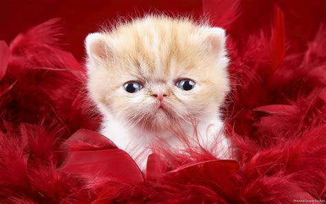 Most Interseting Cutest Cat Wallpapers