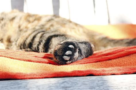 The aspca recommends bringing your cat to the veterinarian, as hair loss can be caused by fleas, food allergies, a bacterial infection or even an autoimmune disease. Why Is My Cat Losing Hair on the Back Legs? | Cuteness
