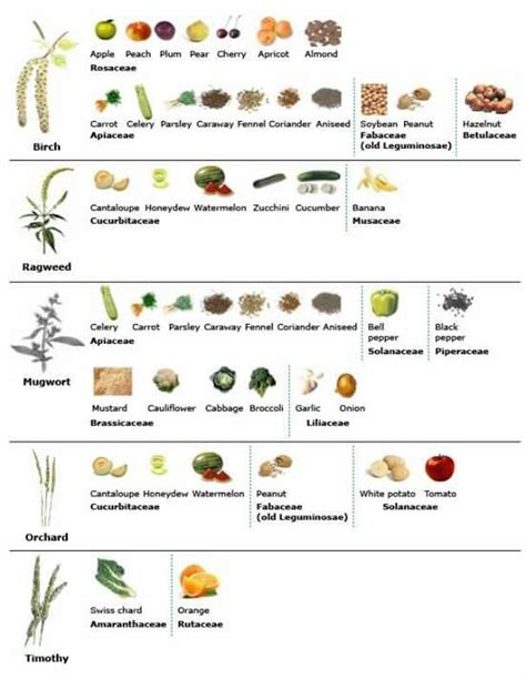 Food Allergy Cross Reactivity Chart
