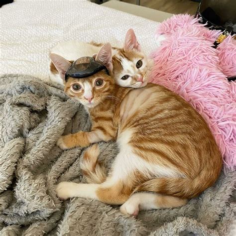 These Two Sibling Kittens Are Quite Different From Other Cats But They