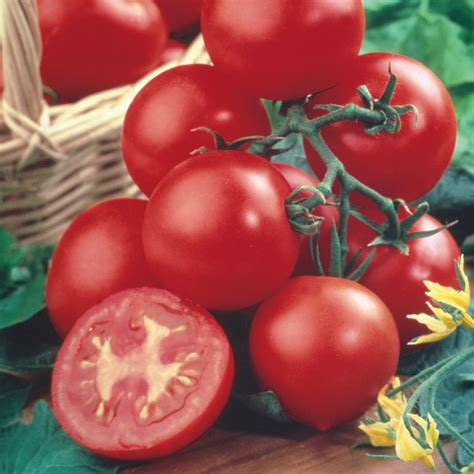 Unwins Round Tomato Shirley F1 Seeds Vegetables Unwins Uk