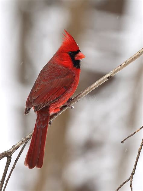 Male Northern Cardinal Stock Image Image Of Beautiful 50520103