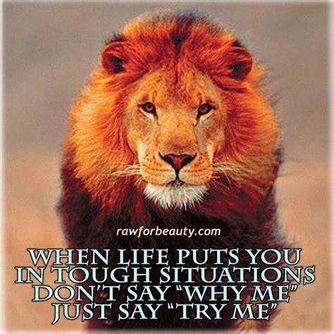 Lion And Being Strong Quotes Quotesgram