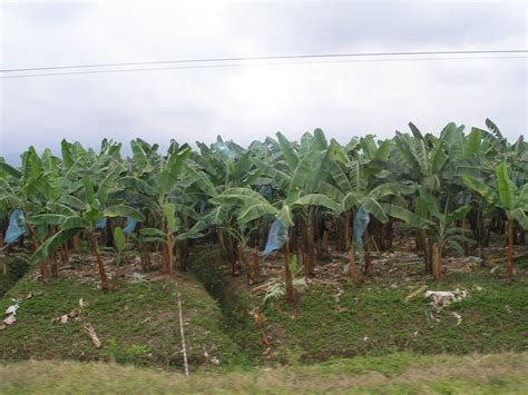 Welcome to the banabay website. Banana production in Ecuador - Wikipedia