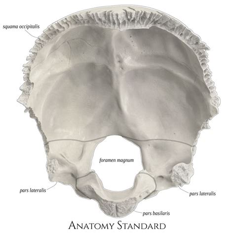 Occipital Bone Top View Anatomy Bones Occipital Human Anatomy