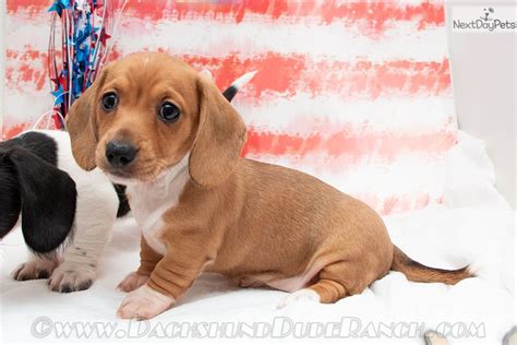 Maybe you would like to learn more about one of these? Dachshund, Mini puppy for sale near San Antonio, Texas. | 6510cc75-7b91