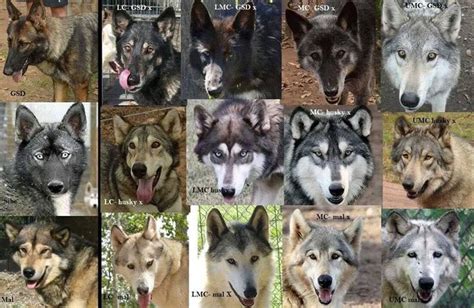 Many Different Wolfs Are Shown Together In This Collage With The Same