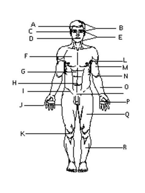 Levels of organization of the body; Biology II Anatomy & Physiology Body Regions Flashcards by ProProfs