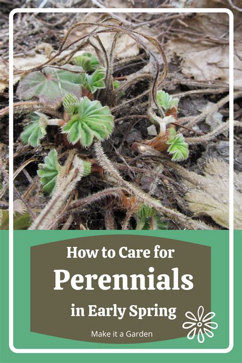Avoid Mistakes And Learn How To Help Your Perennial Garden Look Its