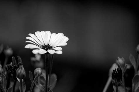 Three plumeria flowers in black and white photo. 50 Best Black And White Photography To Get Inspire - The ...