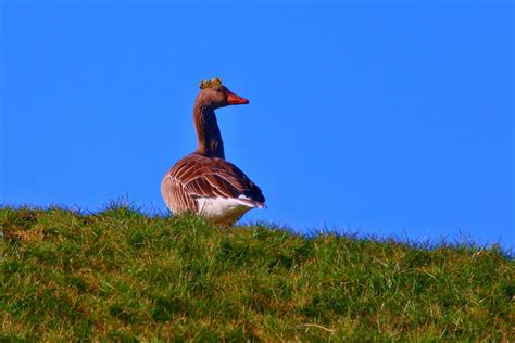 Weitere ideen zu aprilscherz, scherz, prank ideen. der Kronenkranich Foto & Bild | quatsch, fun und ...