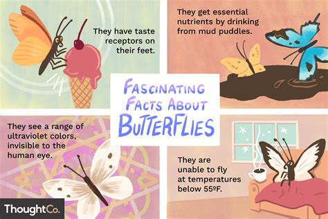 7 Fun Facts About Butterflies Butterfly Facts For Kid