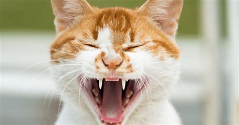 Why Do Cats Scream Explaining Cat Behavior Trusty Tails Pet Care